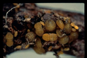 Roothot - pasożyt owoców i upraw Roothot - pasożyt owoców i upraw